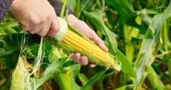 Yellow Corn GMO - in-nature for human consumption