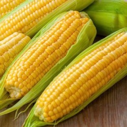 Yellow Corn GMO - in-nature for human consumption