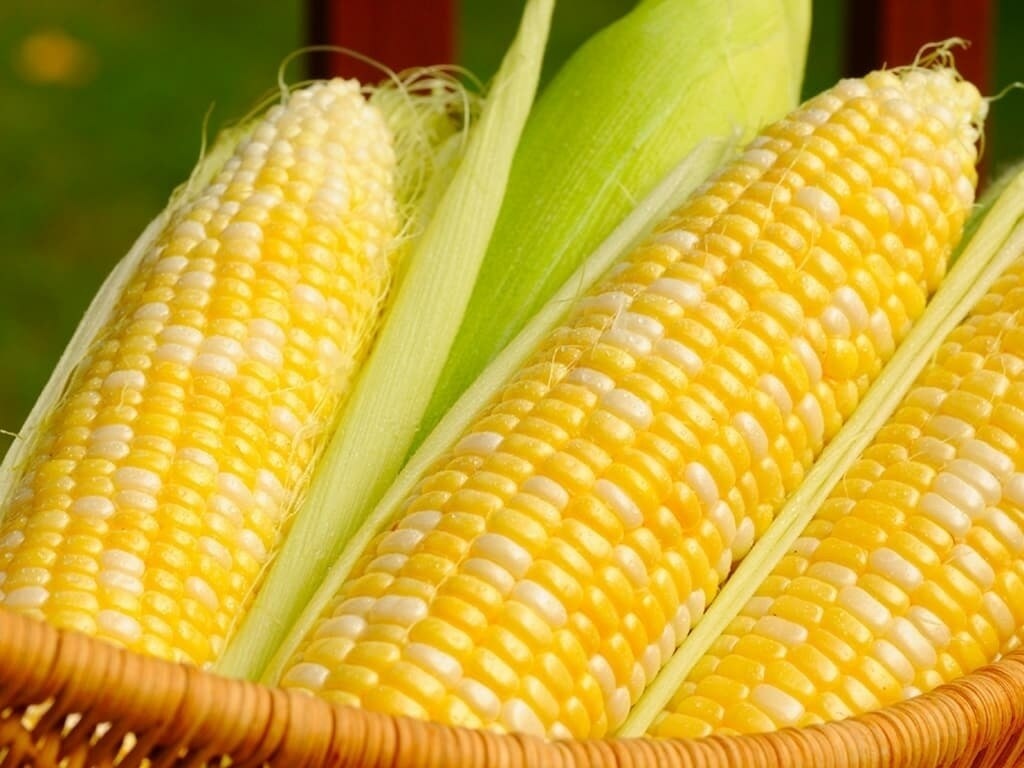 Yellow Corn NON GMO - animal feed
